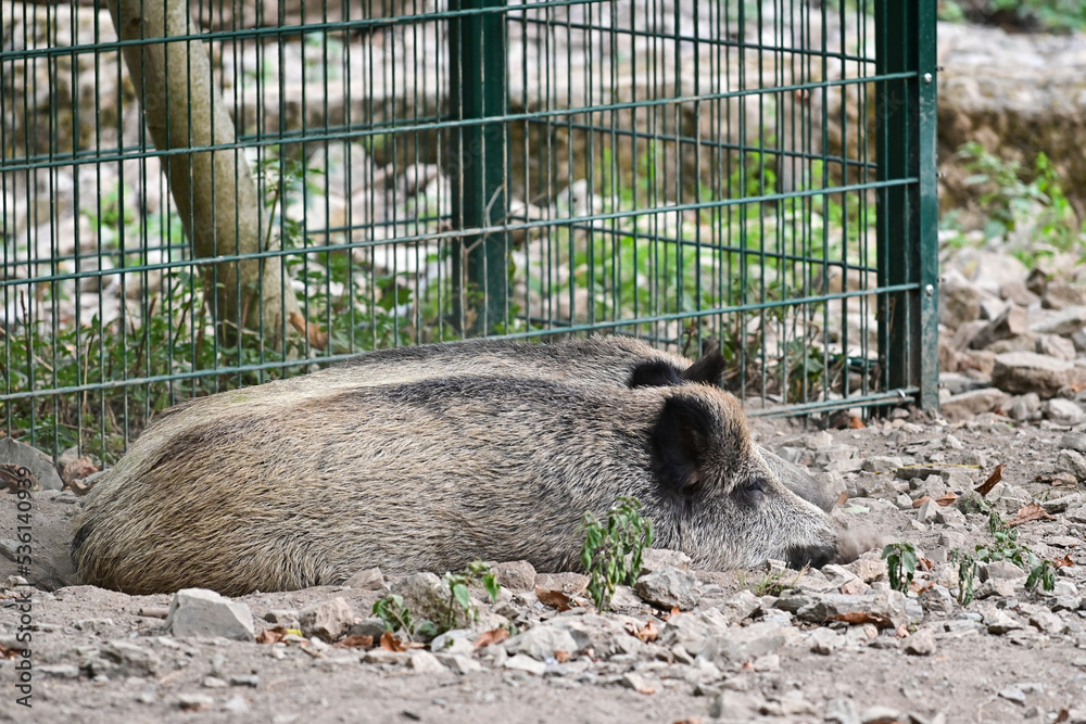 Naklejka premium Zwei Wildschweine (Sus scrofa) liegen auf dem Boden im Wildpark in Schweinfurt