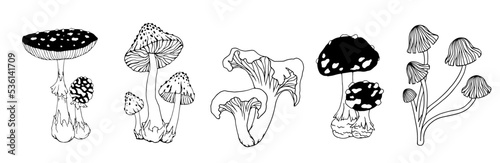 Collection of botanical sketches of forest mushrooms, various toadstools, fly agarics. Vector graphics.