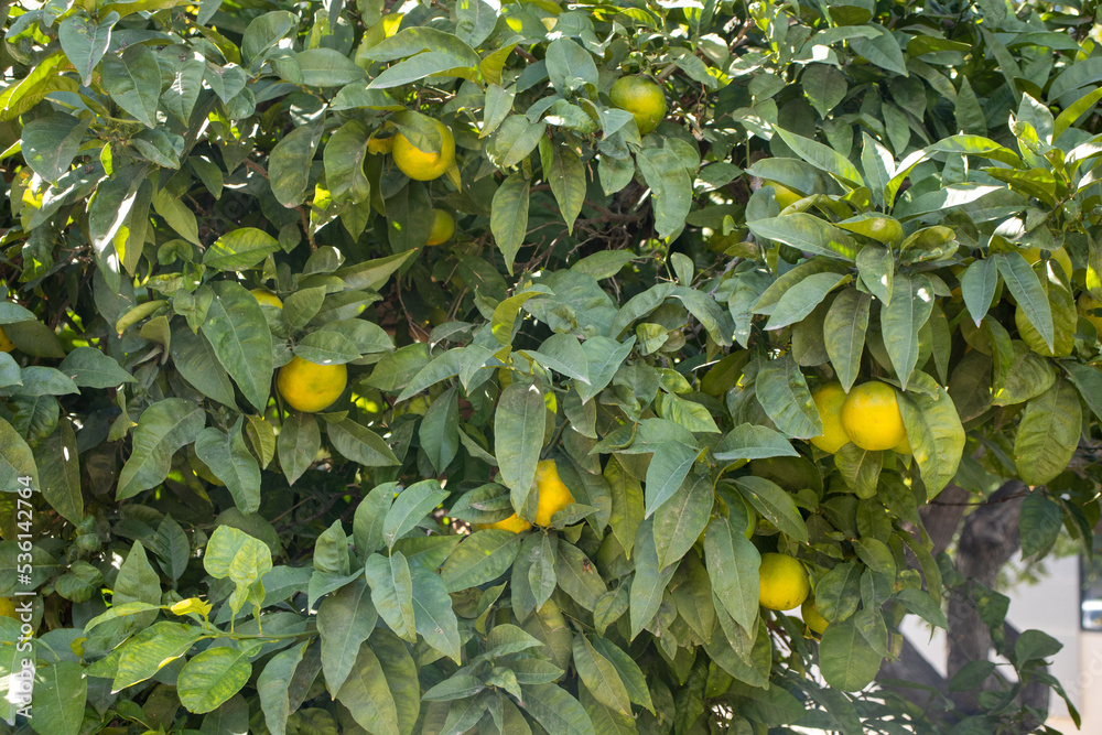 close up of an orange tree with unripe green oranges