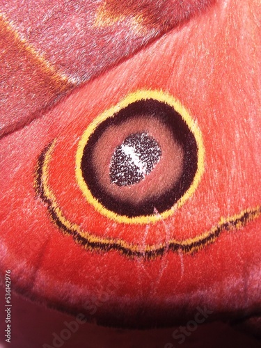 close up of the hind wing of a  Saturniidae moth Hemileucinae family - Automeris species from the jungle of Belize, Central America photo