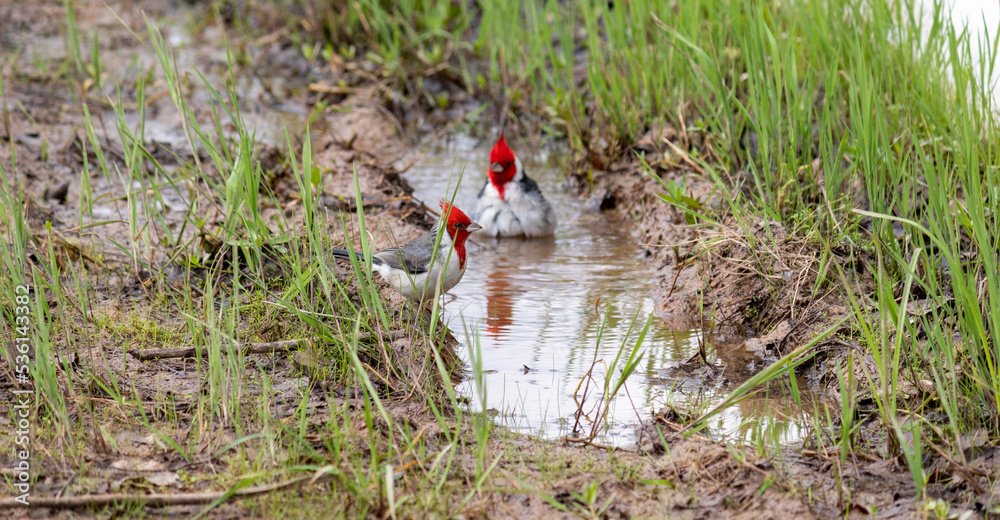 Photograph of a beautiful Paroaria, found in Canoas in Rio Grande do Sul, Brazil. Photograph of a beautiful Paroaria, found in Canoas in Rio Grande do Sul, Brazil.