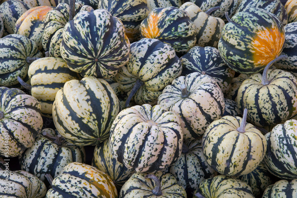 winter carnival squash at the farm agriculture market for thanksgiving or halloween