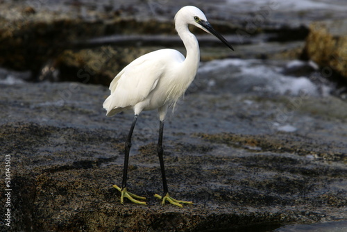 White heron on the shores of the Mediterranean Sea catches small fish.