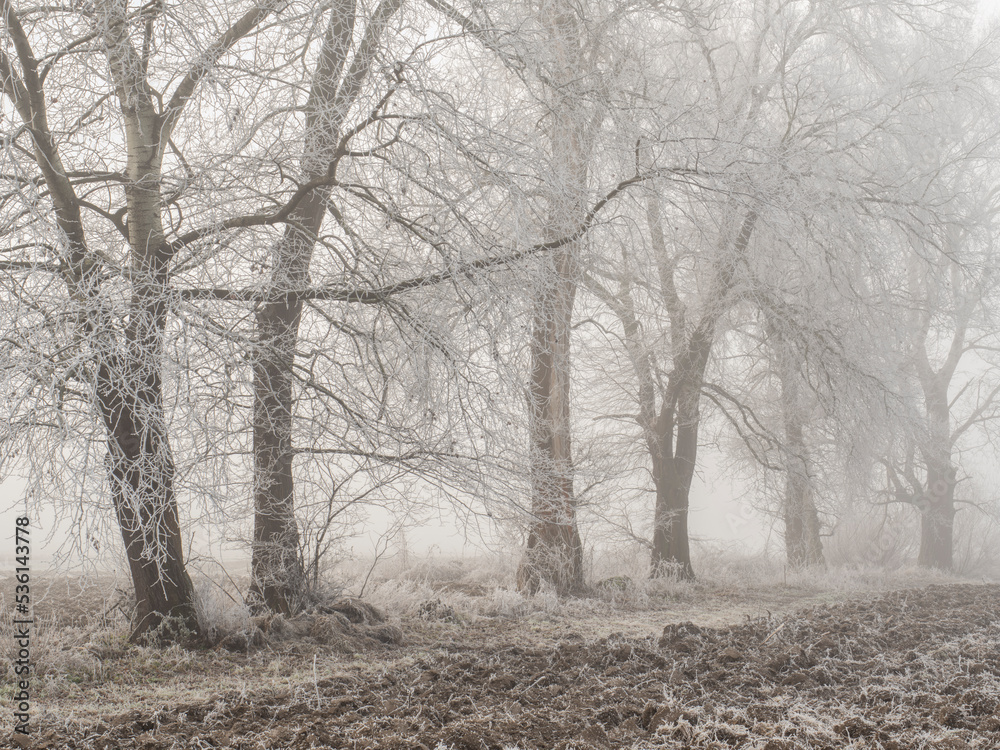 Fototapeta trees in the snow