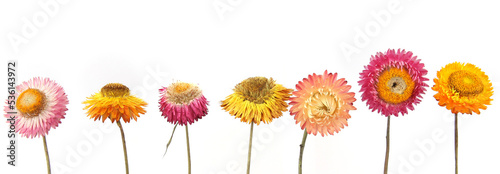 Dried strawflowers  isolated on white background. Colorfull garden flowers everlasting daisies Xerochrysum bracteatum. photo