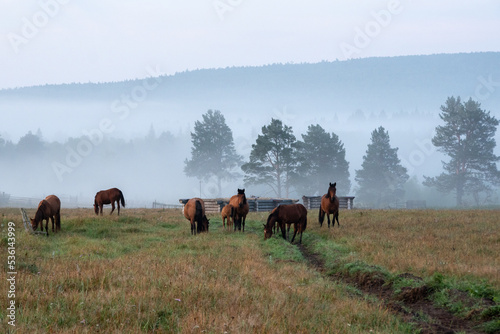 Morning landscape with horses grazing in the pasture in the fog in the background blue trees and blue mountains. © Alena