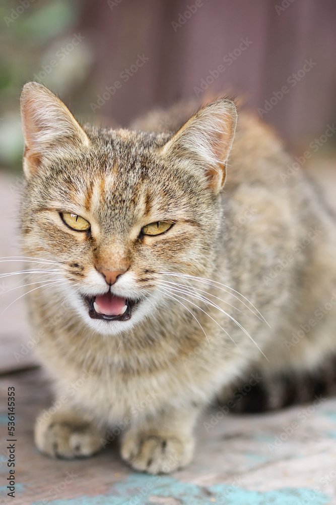 Gray striped cat walks on a leash on green grass outdoors...