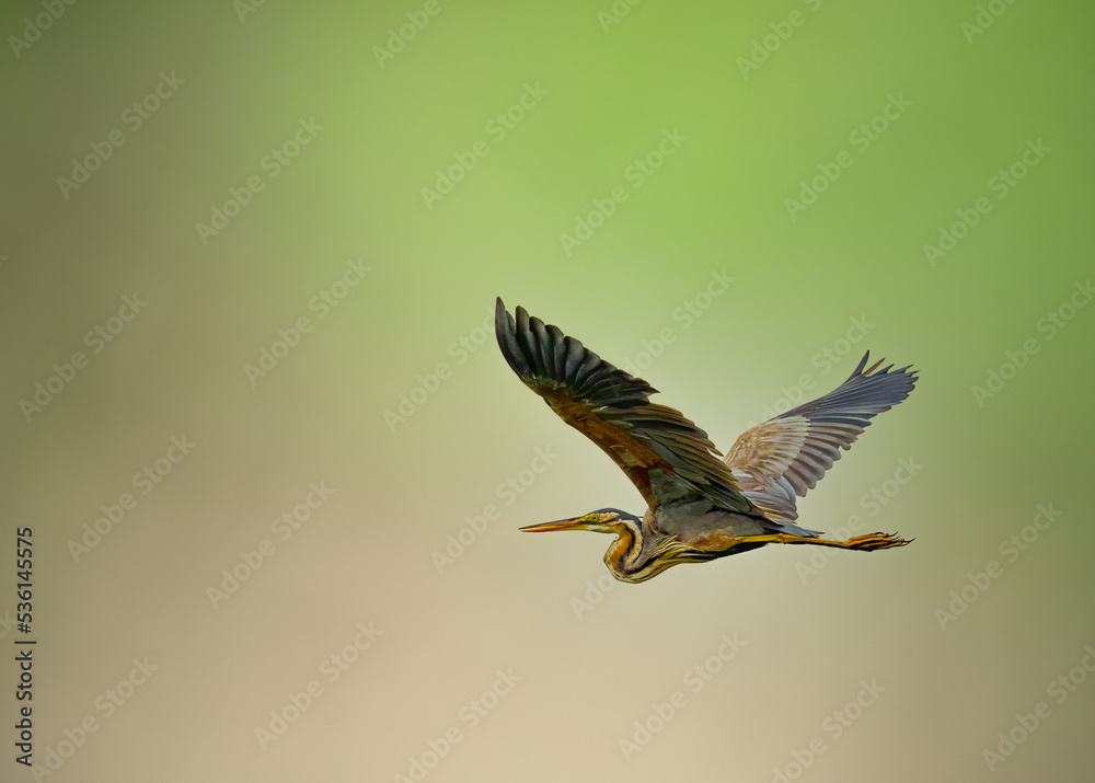 Fototapeta premium A Purple Heron flying in sky