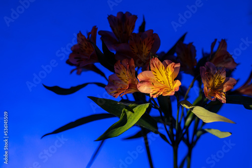 Alstermeria, a beautiful orange flower on a blue background.