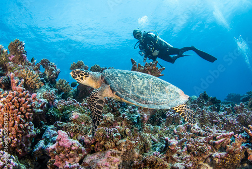 Hawksbill sea turtle with diver