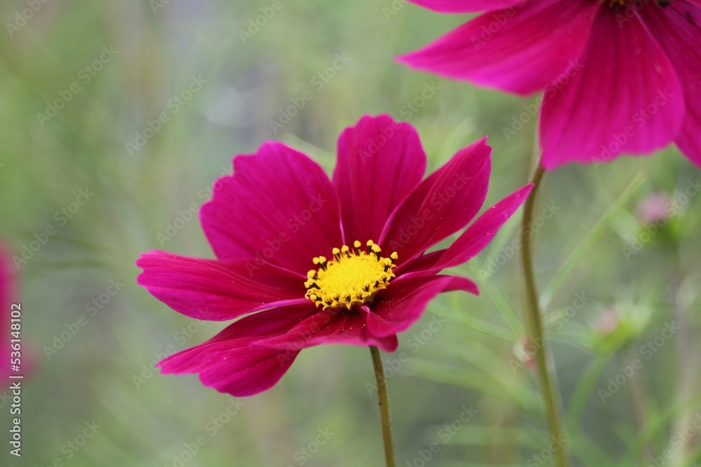 Obraz premium Cosmos