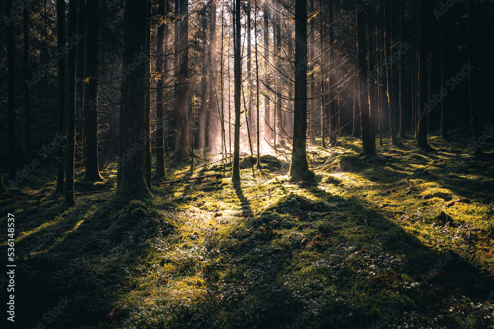 Fototapeta premium Wald mit Bäumen, Nebel und Sonnenstrahlen am Morgen im Herbst