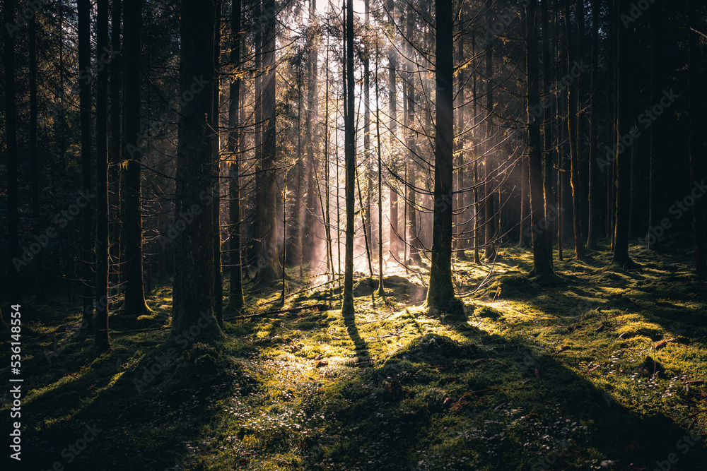 Obraz premium Wald mit Bäumen, Nebel und Sonnenstrahlen am Morgen im Herbst