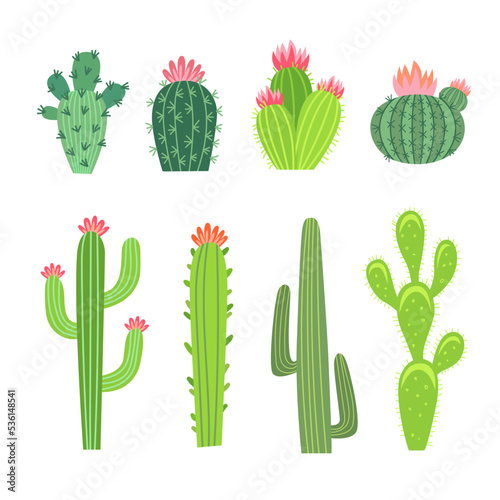 Big and small cactuses vector illustrations set. Collection of cacti, spiny tropical plants with flowers or blossoms, Arizona or Mexico succulents isolated on white background. Flora, nature concept
