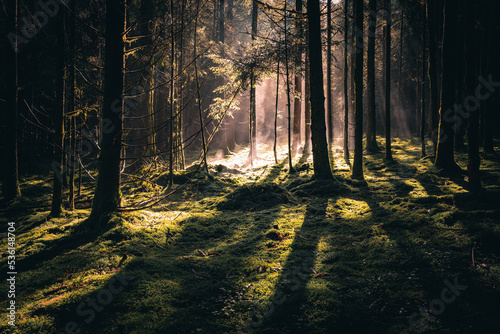Wald mit B  umen  Nebel und Sonnenstrahlen am Morgen im Herbst