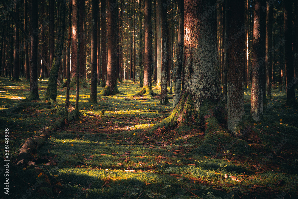 Obraz premium Wald mit Bäumen, Nebel und Sonnenstrahlen am Morgen im Herbst