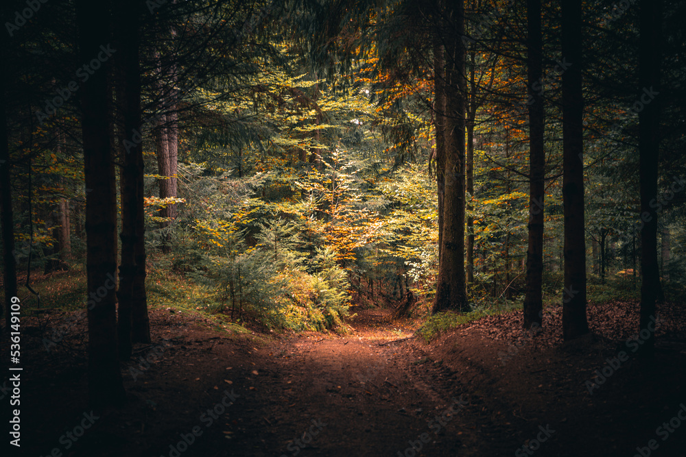 Wald mit Bäumen und grünem Waldboden im Herbst