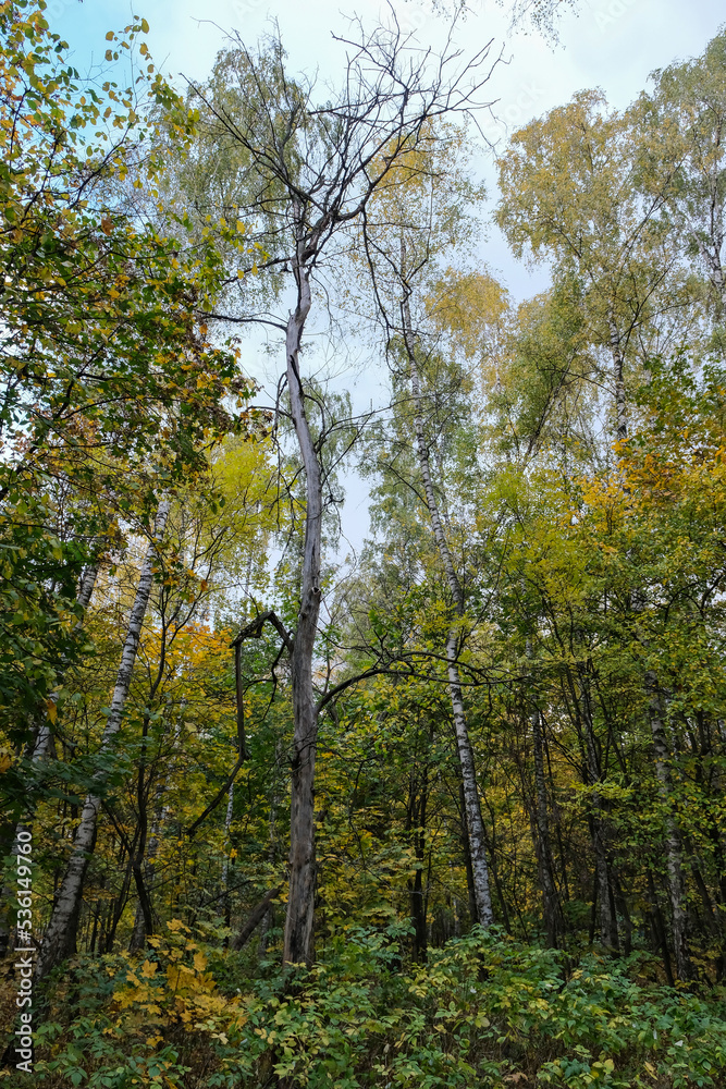 A DRY TREE IN AN AUTUMN FOREST IN RUSSIA
