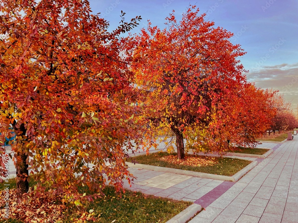 Naklejka premium autumn trees in the park
