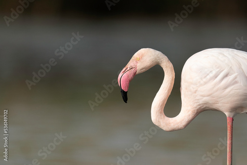 Flamingo at Tagus Estuary, Portugal
