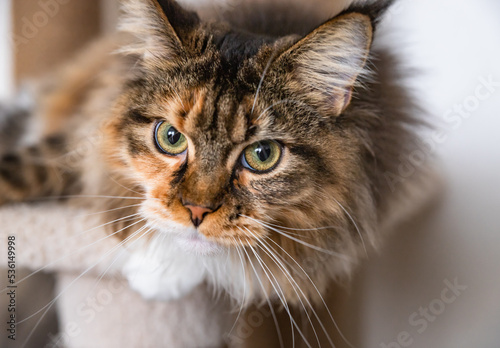 Charming Maine coon cat looking at the camera on cat tree near the light wall of the house. Scratching post.