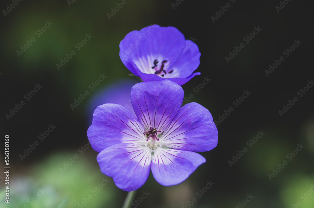 Cranesbills group of flowers in bloom, Geranium Rozanne beautiful flowering blue purple white park plant Cranesbills group of flowers in bloom, Geranium Rozanne beautiful flowering blue purple white park plant