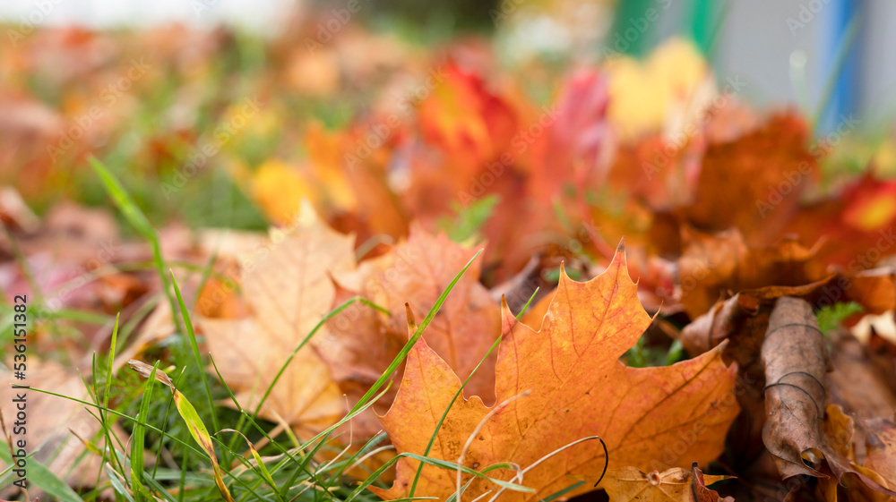 Closeup a group of colorful maple leaf fall on green grass with blurred background in park. Leaves with pink, orange, red and brown color. foliage changing in autumn season in europe Closeup a group of colorful maple leaf fall on green grass with blurred background in park. Leaves with pink, orange, red and brown color. foliage changing in autumn season in europe