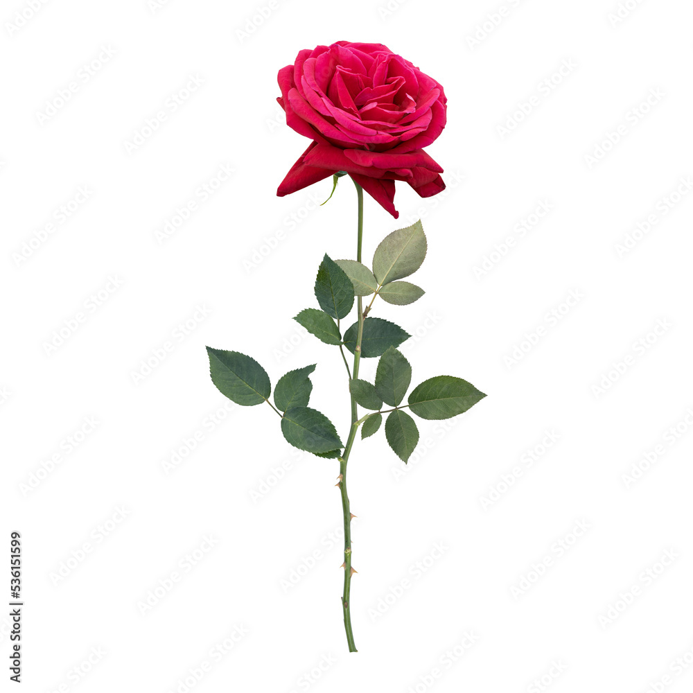 Rose flower stem isolated on transparent background Rose flower stem isolated on transparent background