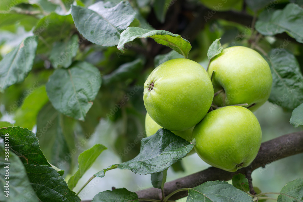 Three green apples hanging on a tree branch on summer morning,ecological fruit, print for poster, calendar, wall canvas,house decoration, culinary ingredient Three green apples hanging on a tree branch on summer morning,ecological fruit, print for poster, calendar, wall canvas,house decoration, culinary ingredient