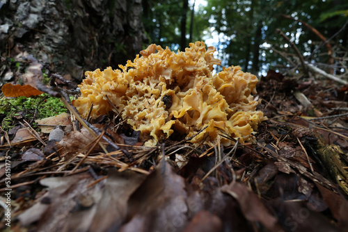 Huge edible Sparassis crispa wild fungus growing in pine forest
