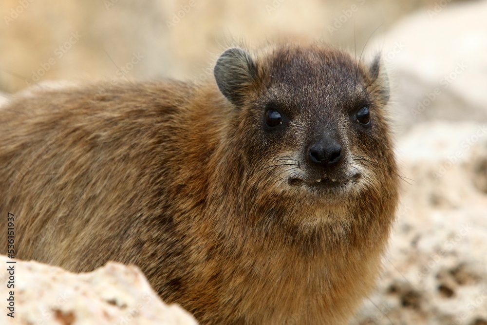 Naklejka premium Daman sits on stones in the city park.