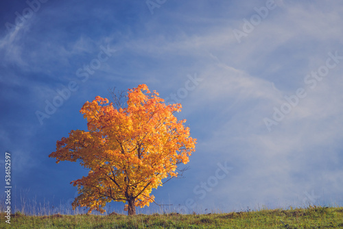 Lonely yellow tree standing on the meadow. Sunny autumn landscape, happy feelings in the nature. Warm, soft colors. Nature, weather concept