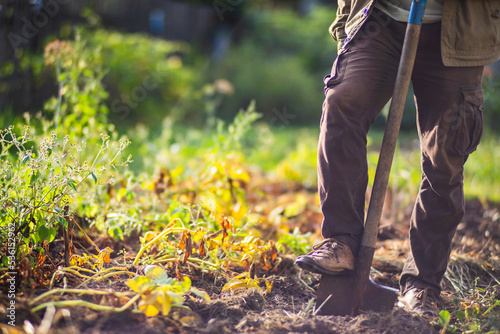 The farmer stands with a shovel in the garden. Preparing the soil for planting vegetables. Gardening concept. Agricultural work on the plantation