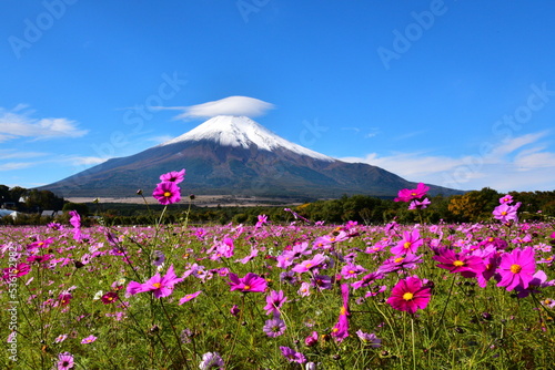Fototapeta Naklejka Na Ścianę i Meble -  富士山とコスモス