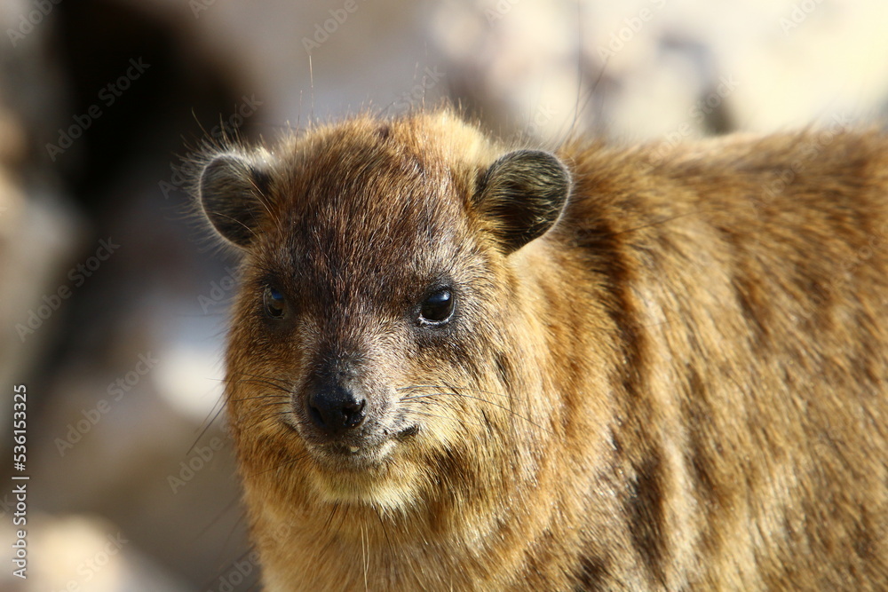 Naklejka premium Daman sits on stones in the city park.