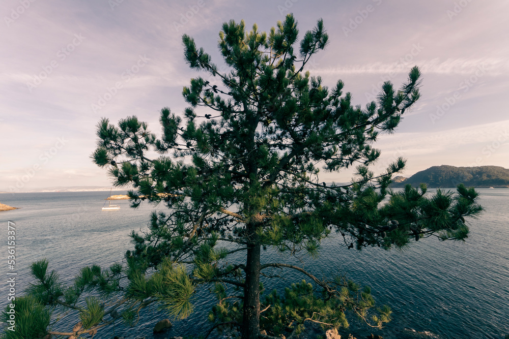 tree on the lake