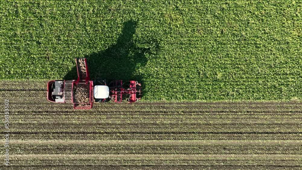 Sugar beet harvesting in a field where a machine picks up the potatoes and loads them in a trailer pulled by a tractor that is driving alongside the harvester.