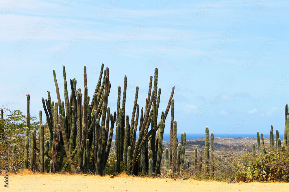 Cactus growing in the desert in Aruba