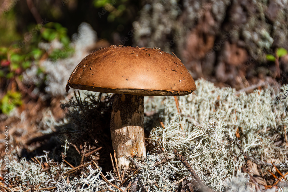 Brown mushroom (Leccinum scabrum) commonly known as the rough-stemmed violet, scaber stalk, or birch bolete among the white lichen. Close up shot in nature. Brown mushroom (Leccinum scabrum) commonly known as the rough-stemmed violet, scaber stalk, or birch bolete among the white lichen. Close up shot in nature.