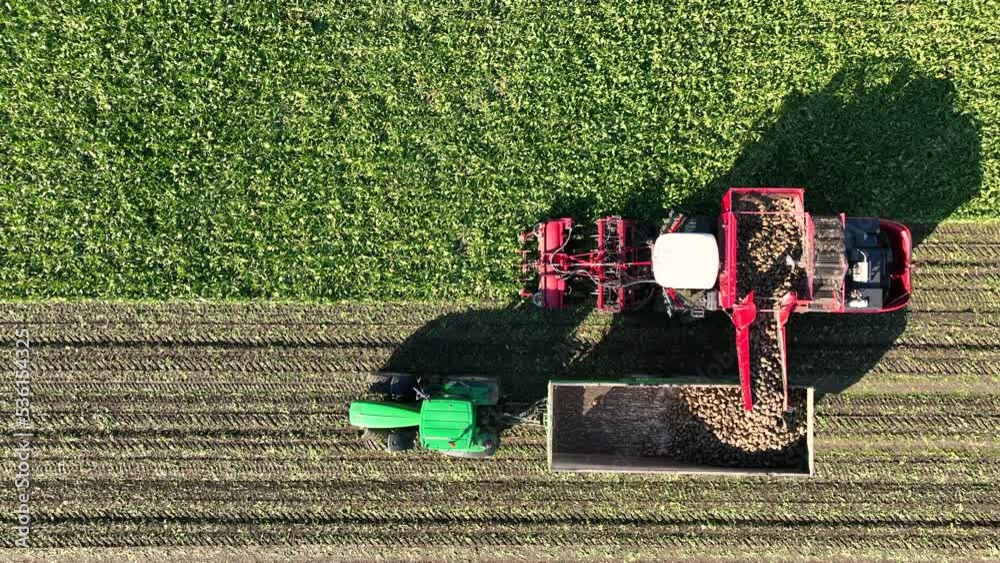 Sugar beet harvesting in a field where a machine picks up the potatoes and loads them in a trailer pulled by a tractor that is driving alongside the harvester.