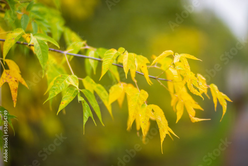 Tree branch with colorful autumn leaves close up. Autumn background. Beautiful natural strong blurry background with copyspace © shaploff