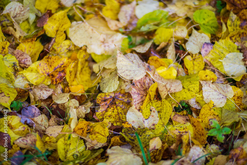 Colorful autumn leaves close up lie on the ground. Autumn background with copyspace