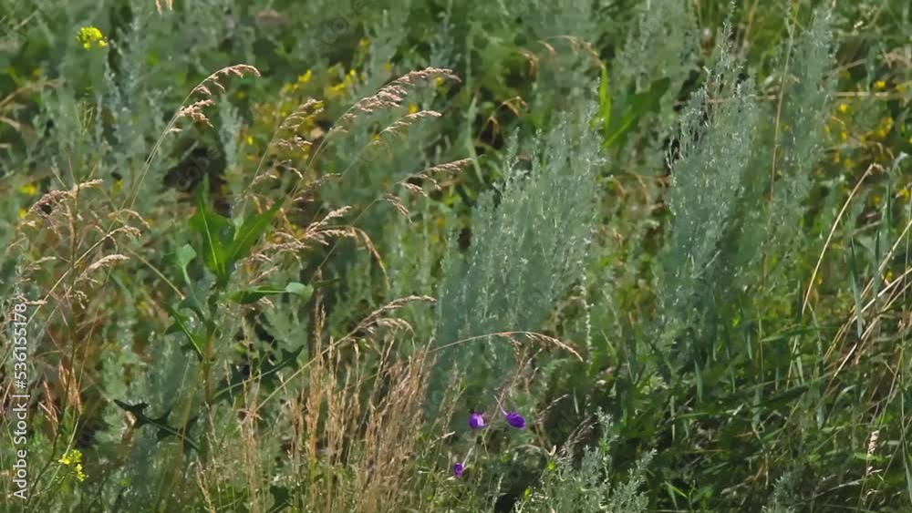 Medicinal herbs in field. Herbal collection. Grass swaying in wind. Medicinal herbs in field. Herbal collection. Grass swaying in wind.