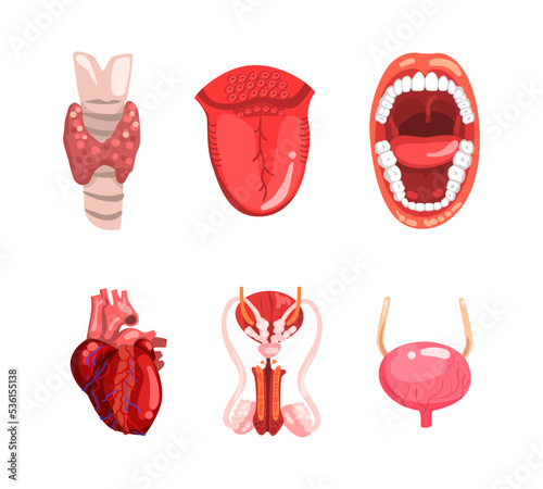 Human Internal Organs with Heart, Thyroid Gland, Tongue, Mouth, Bladder and Genital System Vector Set