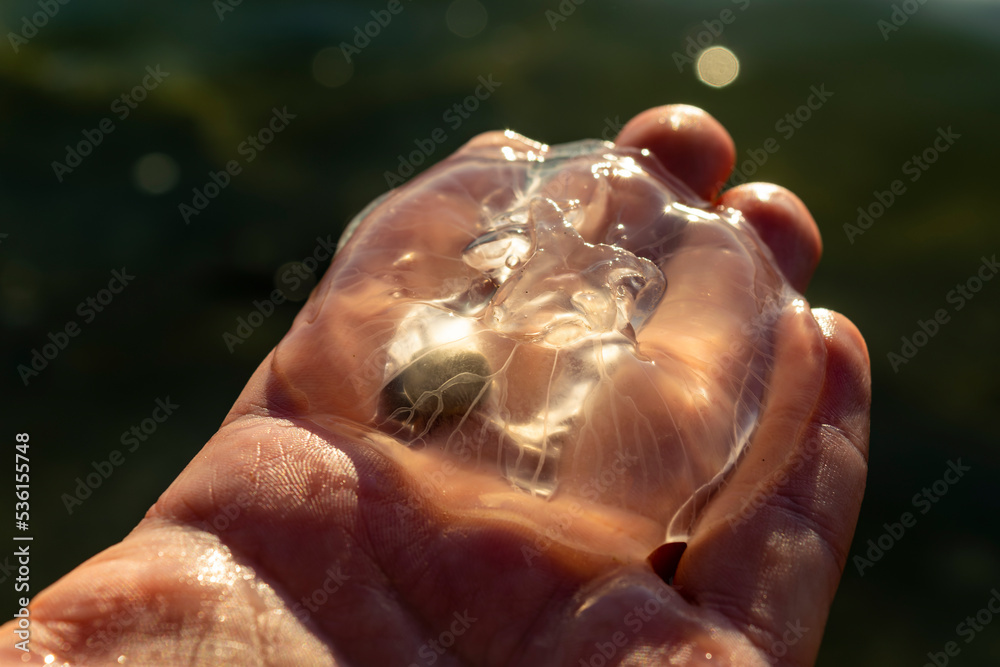 A small jellyfish in the human palm against the background of sea water, at sunset.