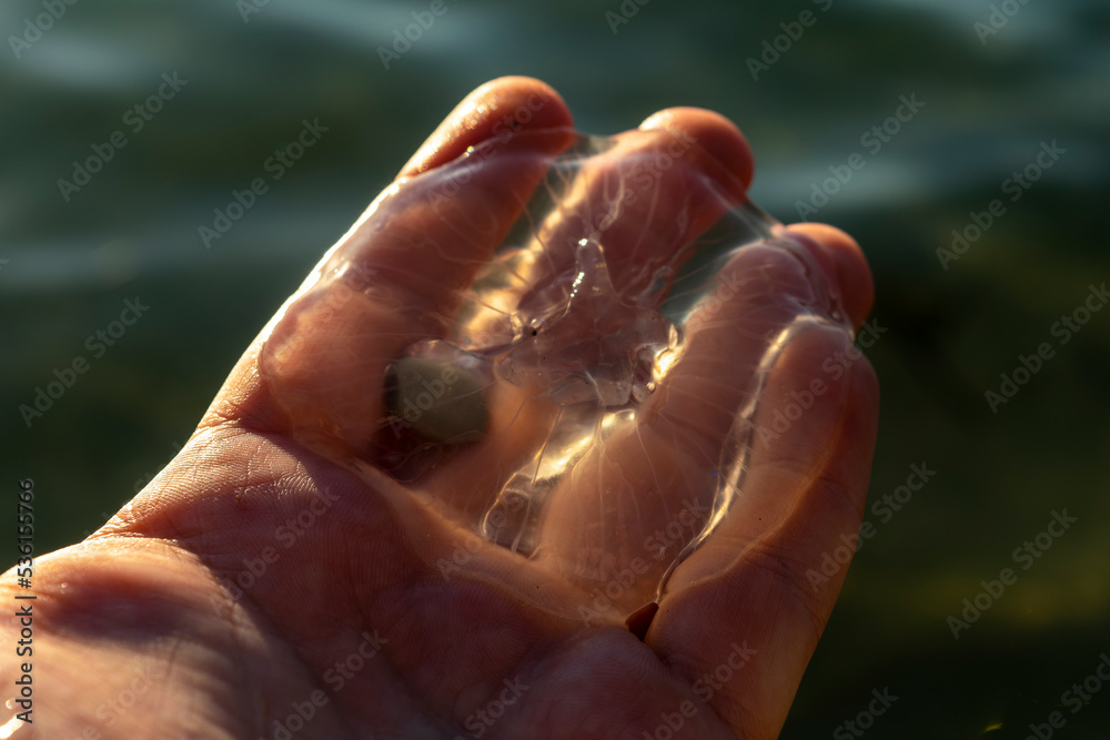 A small jellyfish in the human palm against the background of sea water, at sunset. A small jellyfish in the human palm against the background of sea water, at sunset.