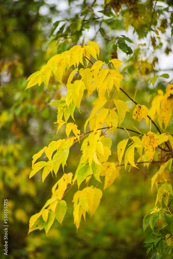 Tree branch with colorful autumn leaves close up. Autumn background. Beautiful natural strong blurry background with copyspace Tree branch with colorful autumn leaves close up. Autumn background. Beautiful natural strong blurry background with copyspace