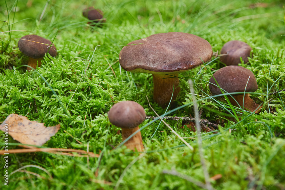 Beautiful family of porcini mushrooms in the forest Beautiful family of porcini mushrooms in the forest