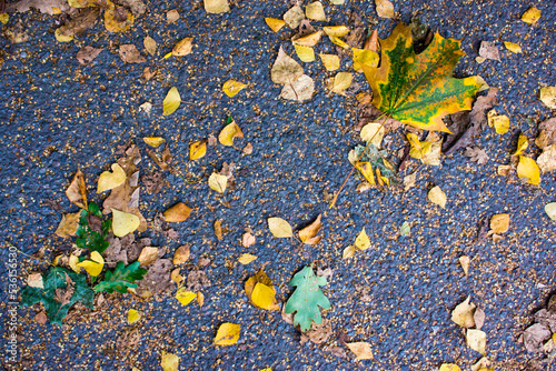 fallen yellow leaves on the asphalt in the rain photo