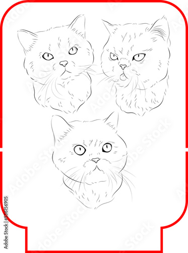 Expresiones de gatos